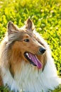 collie dog