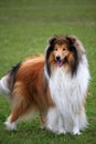 Collie dog Royalty Free Stock Photo
