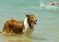 Collie Dog on Beach Royalty Free Stock Photo