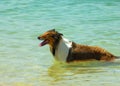 Collie Dog on Beach Royalty Free Stock Photo