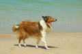 Collie Dog on Beach Royalty Free Stock Photo
