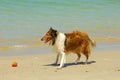 Collie Dog on Beach Royalty Free Stock Photo