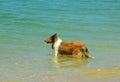 Collie Dog on Beach Royalty Free Stock Photo