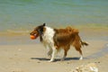 Collie Dog on Beach Royalty Free Stock Photo