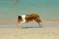 Collie Dog on Beach Royalty Free Stock Photo