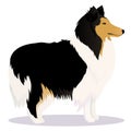 Collie dog black and white