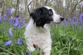 Collie dog in a bluebell field laying down Royalty Free Stock Photo