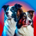 Collie Dog Breed