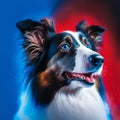 Collie Dog Breed Royalty Free Stock Photo