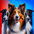 Collie Dog Breed Royalty Free Stock Photo