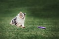 Collie dog catching frisbee Royalty Free Stock Photo