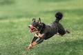 Collie dog catching frisbee