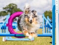 Collie dog doing agility jumping Royalty Free Stock Photo