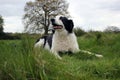Collie dog in a field laying down Royalty Free Stock Photo