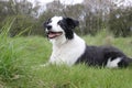 Collie dog in a field laying down Royalty Free Stock Photo