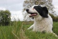 Collie dog in a field laying down Royalty Free Stock Photo