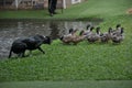 A Collie Dog Herding a Group of Indian Running Ducks. Royalty Free Stock Photo
