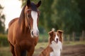 Collie dog horse. Generate Ai Royalty Free Stock Photo