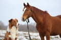 Collie dog horse winter. Generate Ai Royalty Free Stock Photo