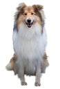 Collie dog isolated on white background. Brown sheltie dog rough collie. Scottish shepherd - lassie