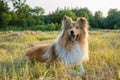 Collie dog looking on green field at sunlight Royalty Free Stock Photo