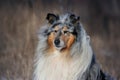 Collie dog portrait