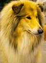 Collie dog portrait. Portrait of adorable graceful rough collie