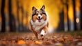 Collie Dog running in autumn park photography, Pet happy walk. Generative AI