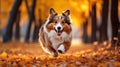 Collie Dog running in autumn park photography, Pet happy walk. Generative AI