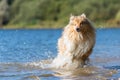 Collie dog runs at a lake Royalty Free Stock Photo