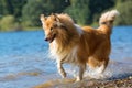 Collie dog runs at a lake Royalty Free Stock Photo