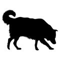 Collie dog silhouette on a white background