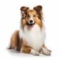 Elegant Shetland Sheepdog Laying On White Background