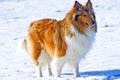 Collie dog in snow Royalty Free Stock Photo