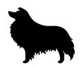 Collie dog. Vector black silhouette.