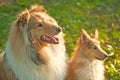 Collie dogs Royalty Free Stock Photo