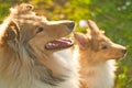 Collie dogs Royalty Free Stock Photo