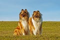 Collie dogs