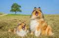 Collie dogs