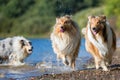 Collie dogs runs at a lake Royalty Free Stock Photo