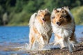 Collie dogs runs at a lake Royalty Free Stock Photo