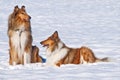 Collie dogs in snow Royalty Free Stock Photo