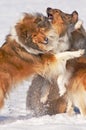 Collie dogs in snow Royalty Free Stock Photo