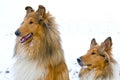Collie dogs in snow Royalty Free Stock Photo