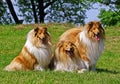 Collie family