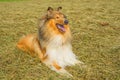 Collie, male purebred dog