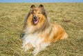 Collie, male purebred dog