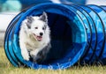 Collie dog exiting agility tunnel Royalty Free Stock Photo