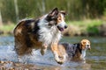 Collie-Mix dog and Australian Shepherd running in a river Royalty Free Stock Photo