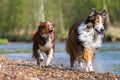 Collie-Mix dog and Australian Shepherd running in a river Royalty Free Stock Photo